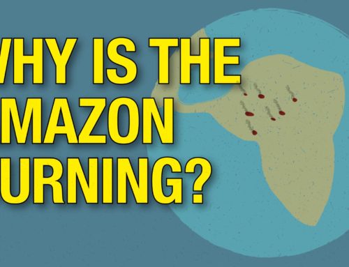 Why is the Amazon burning?